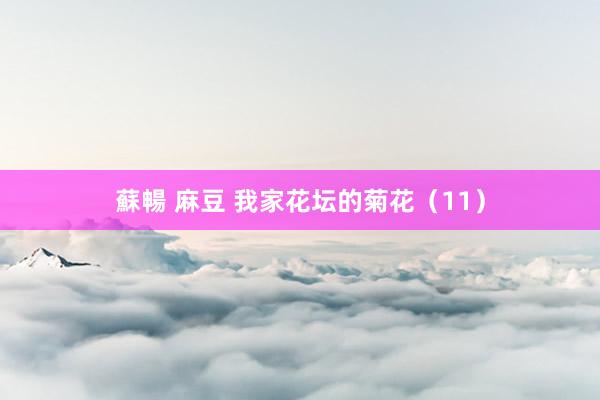 蘇暢 麻豆 我家花坛的菊花（11）